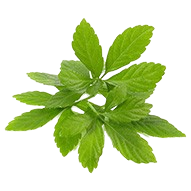 Jiaogulan Extract