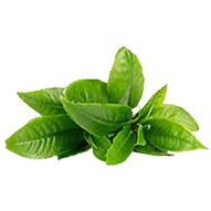 Green Tea Extract
