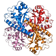 Superoxide Dismutase (SOD)