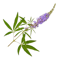 Chasteberry