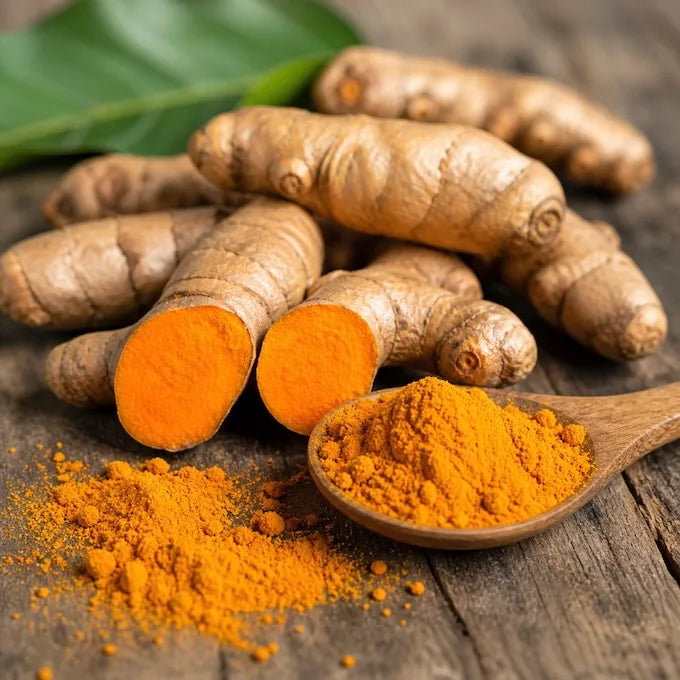 Fresh turmeric root with golden powder